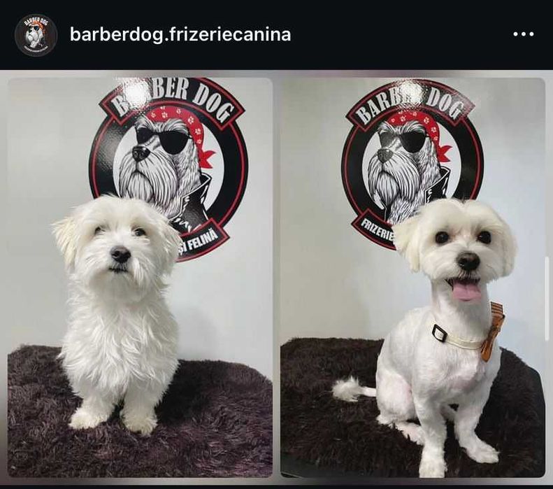 Frizerie canina si felina la domiciliu Bucuresti/Ilfov