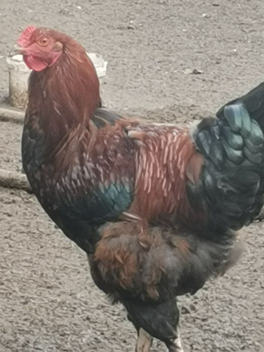 Петли домашни Брама всякакъв избор за празниците