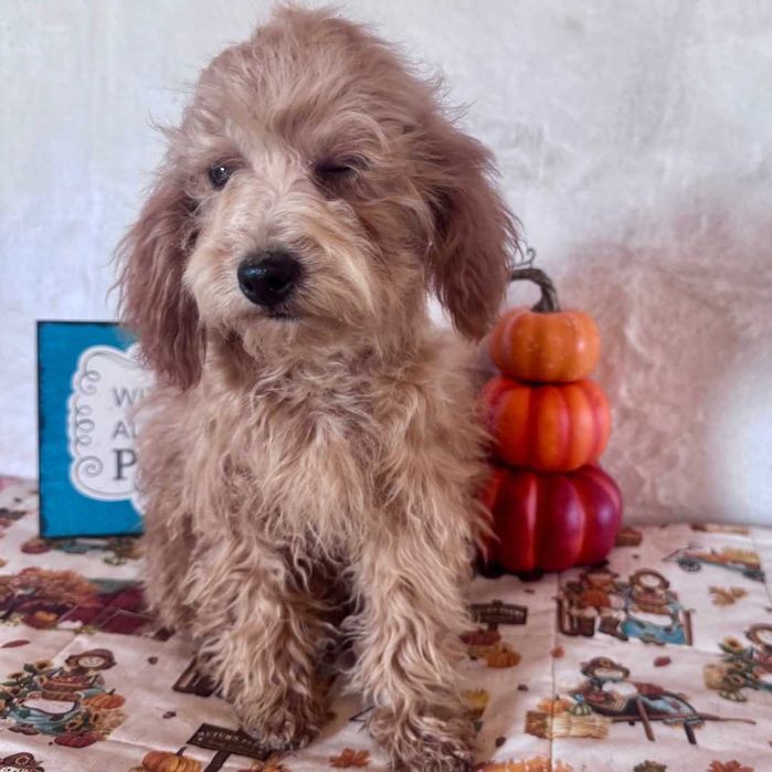 Пудел - мъжко кученце