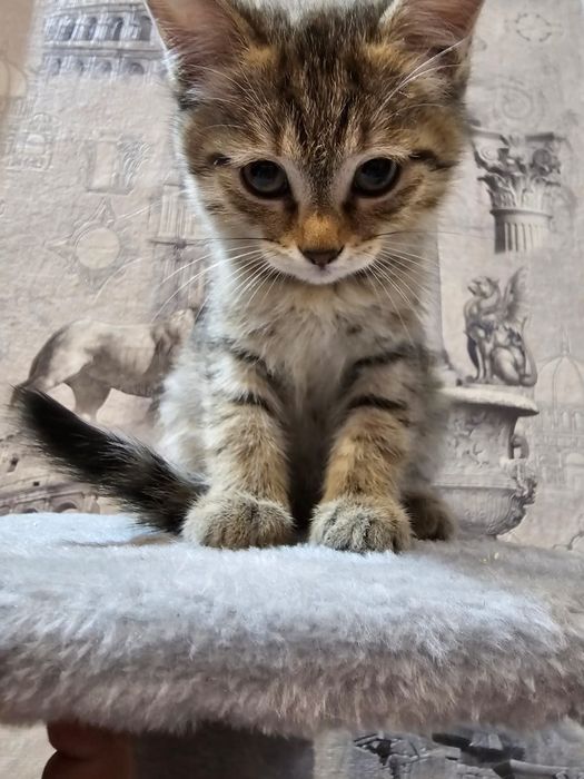 Котята Азиатская Табби