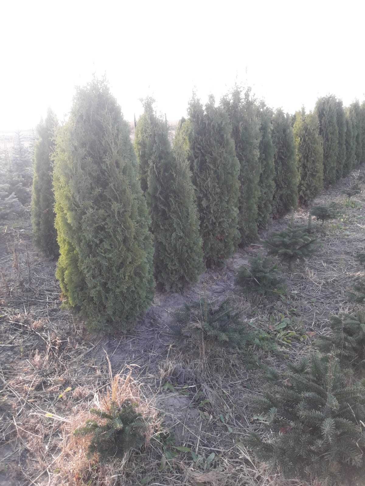 Vând tuia leylandi, columnaris, brazi, mesteacăn