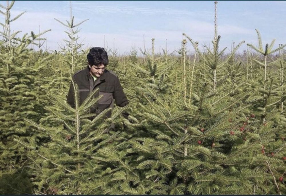 Brazi Nunta / Obiceiuri