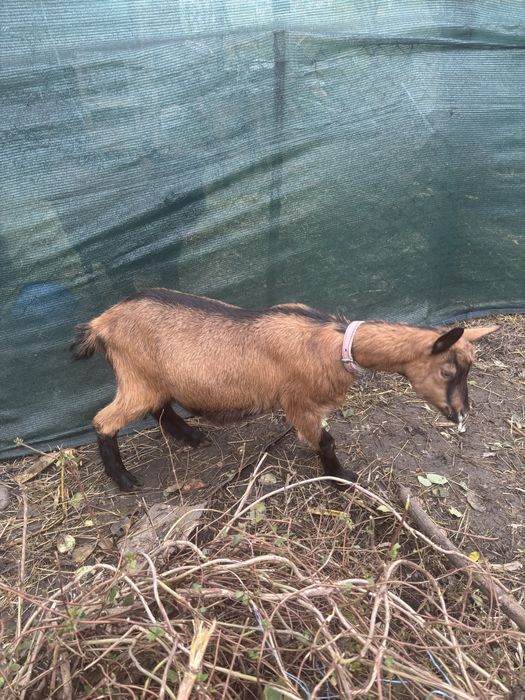 Vand ieduta alpina franceza