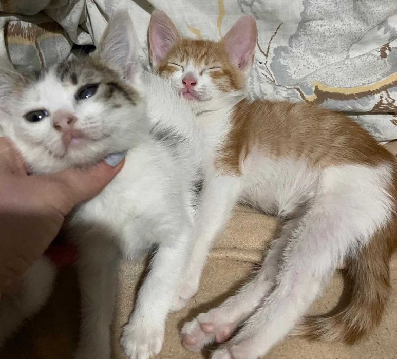 2 pisicute si 1 motanel