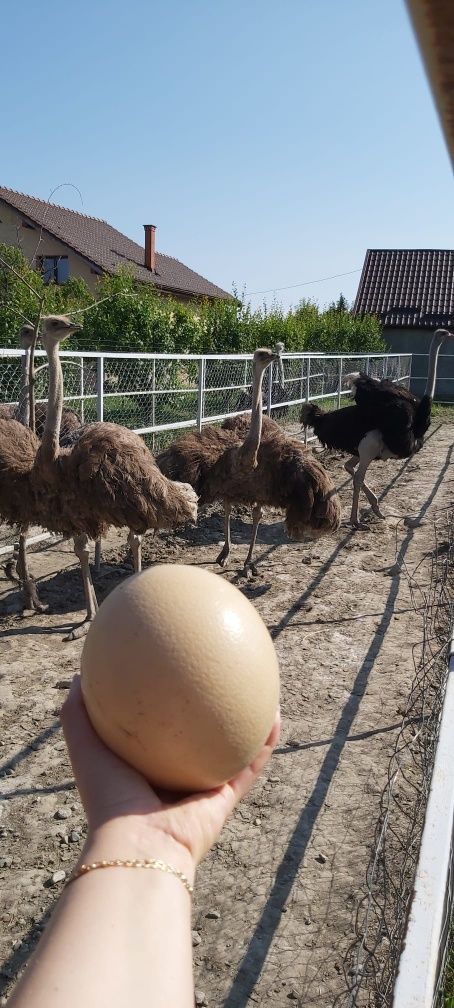 Ouă de struți de vânzare