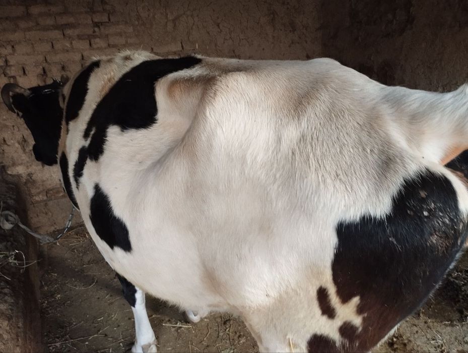 Sigir sotiladi qisir