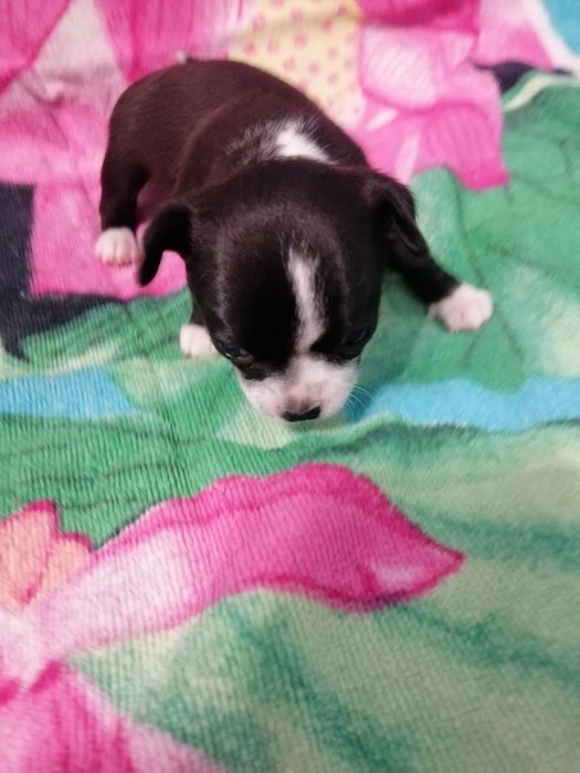 Щенки чихуахуа мальчики и девочки с документами и превитые