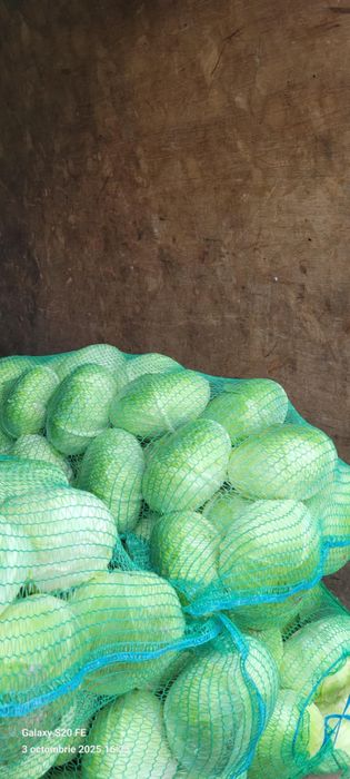 Vândă varză, green lunar