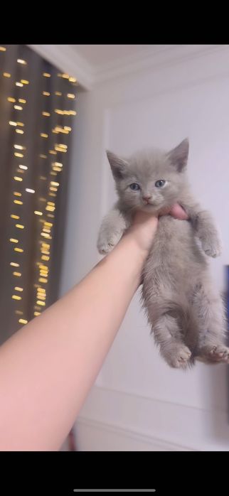 Британский котенок