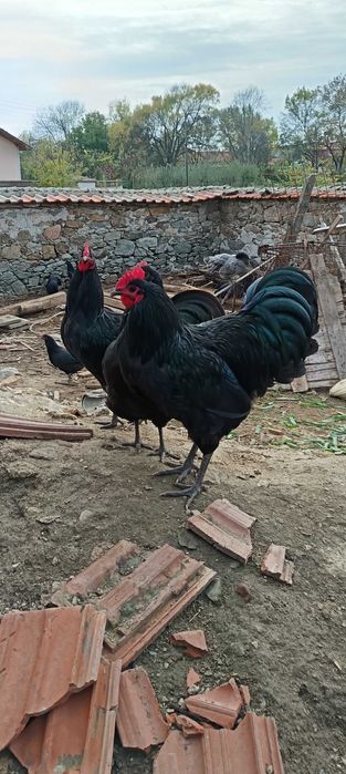 Петли Австролорп