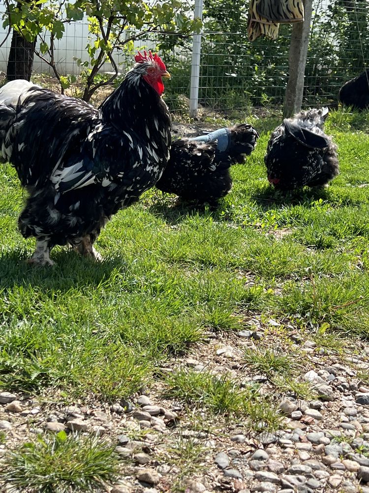 Familie Cochinchina Bobat ,vand sau schimb!