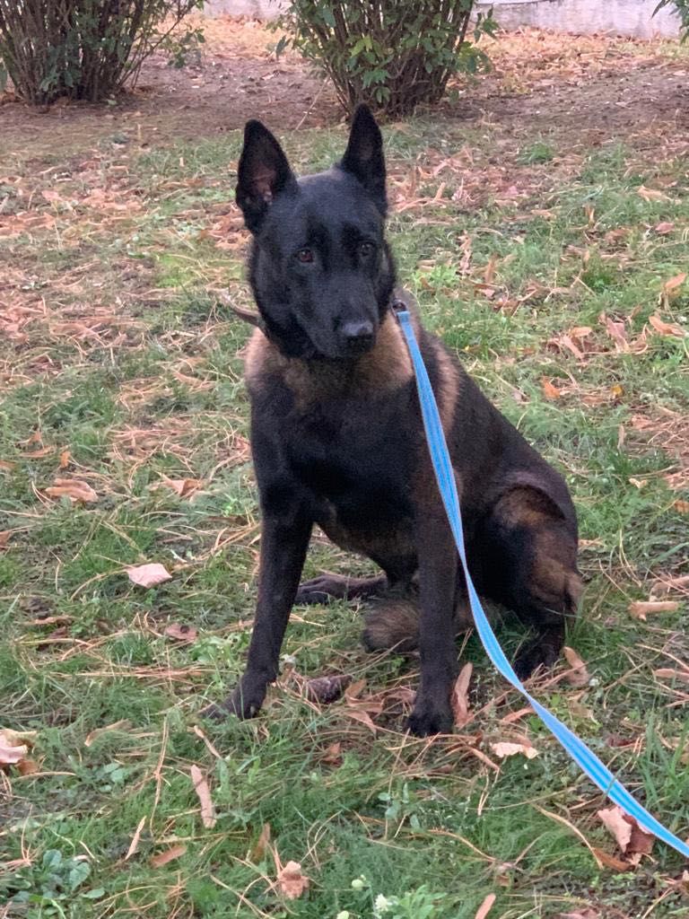 Mascul Ciobanesc Belgian Malinois - DRESAT