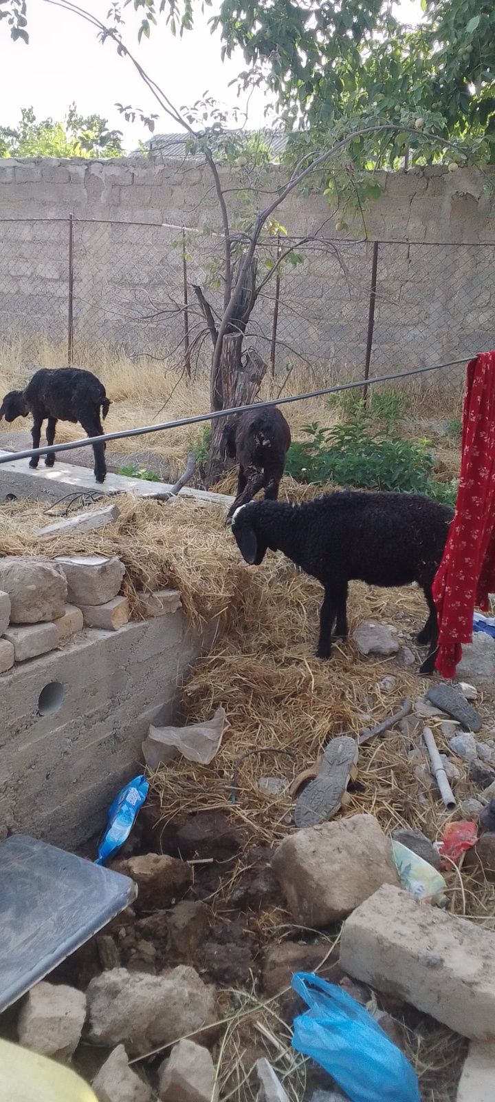 Quzilar sotilad.