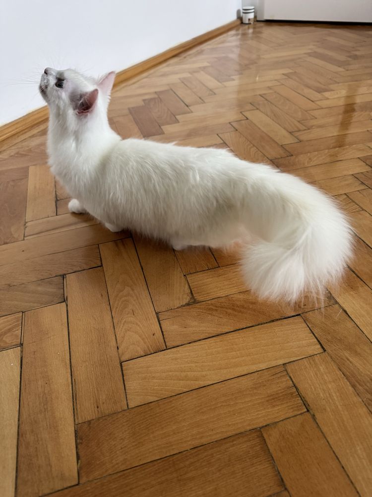 Motanel Munchkin cu pedigree