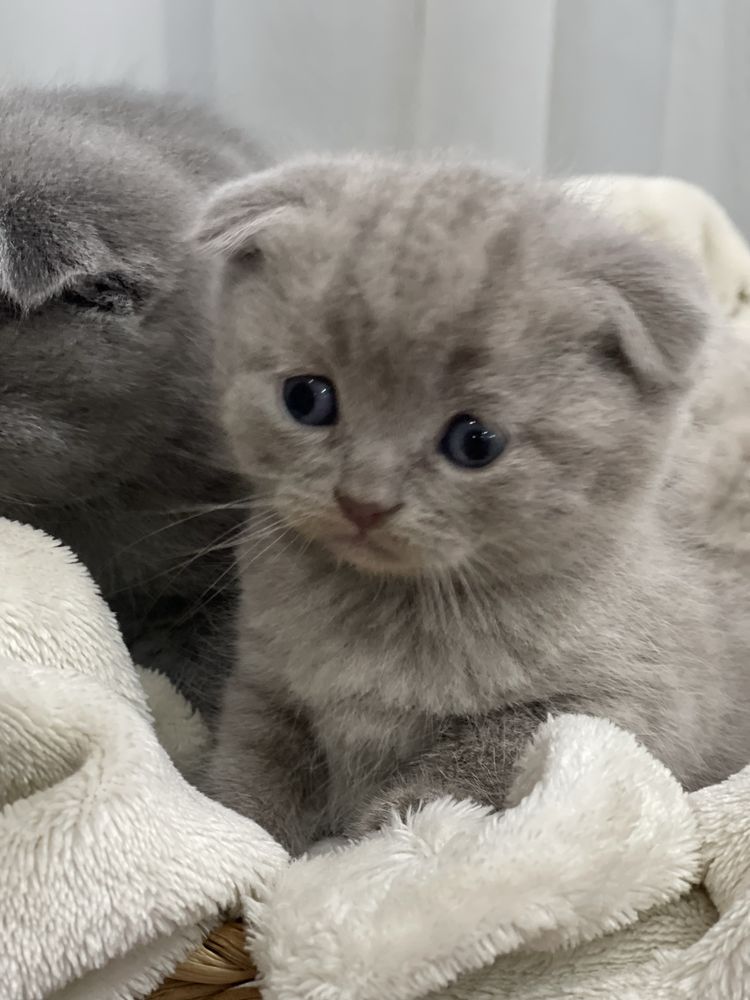 Motanel Scottish Fold Fawn Color poze reale