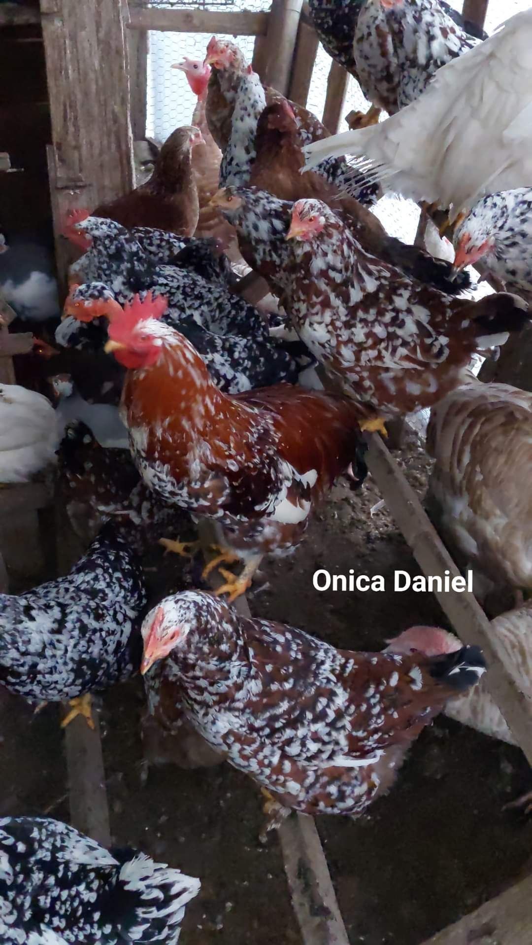 Oua de gaini românești colorate linia Onica Daniel, nu sunt pita pinta