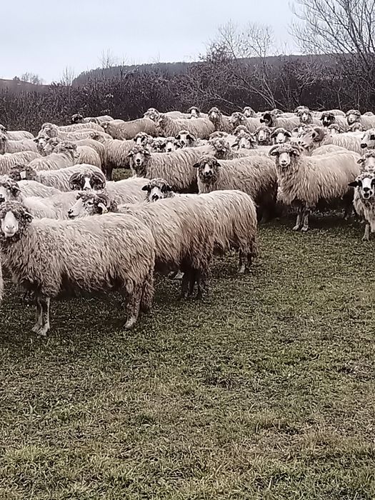 Vând turma de oi