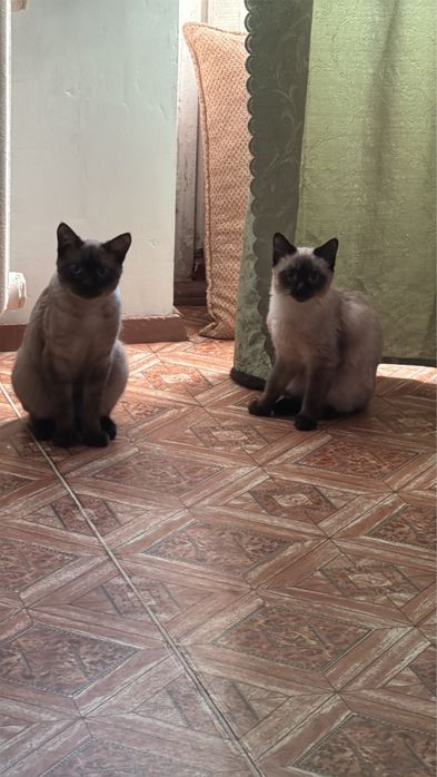 В связи с обстоятельствоми отдаю в добрые и хорошие руки…