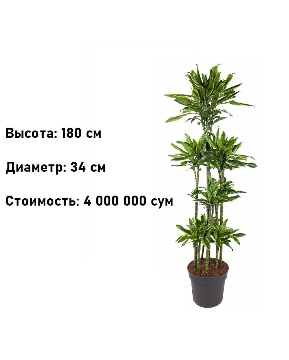 Комнатное растение - (Dracaena) - Голландская Драцена