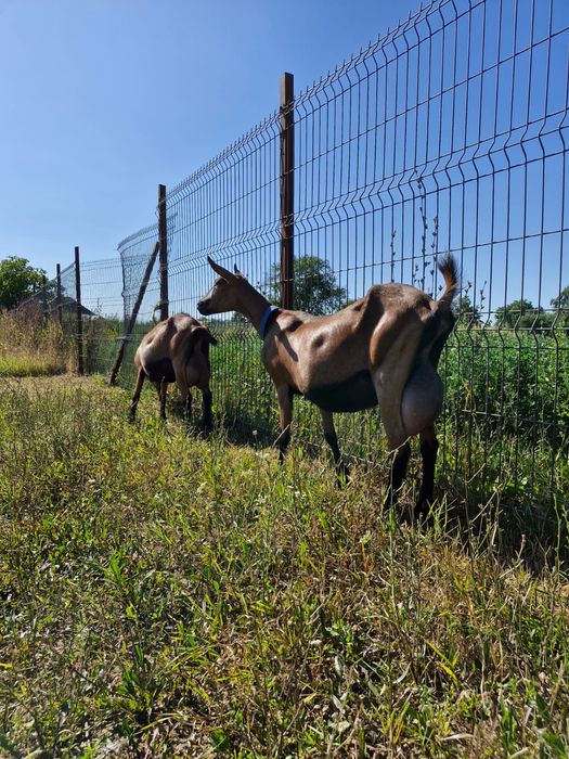 Alpina Franceza rasă pură