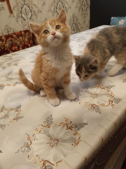 Chiroyli, mehribon va o‘ynoqi mushukcha Niko yangi uyini kutmoqda!
Uy