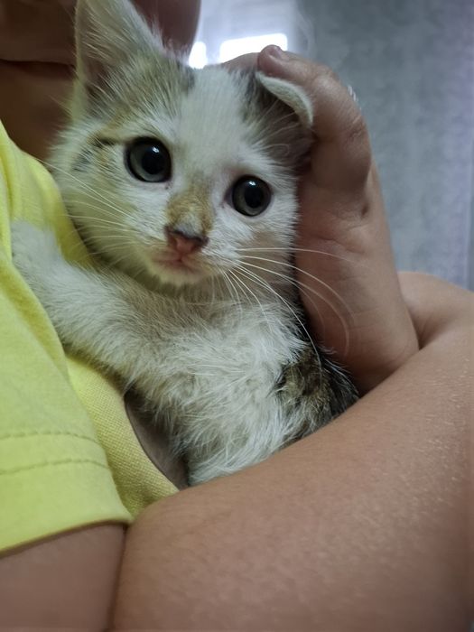 Отдам котят в добрые руки