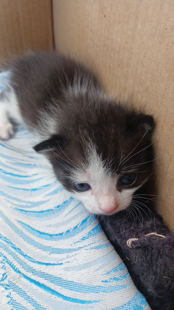Котята бесплатно