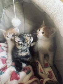 Три малки котета