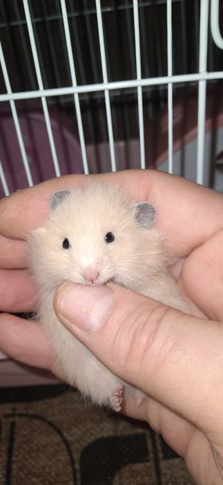 Хомячки молодые Смотрите 4фото Читайте описании