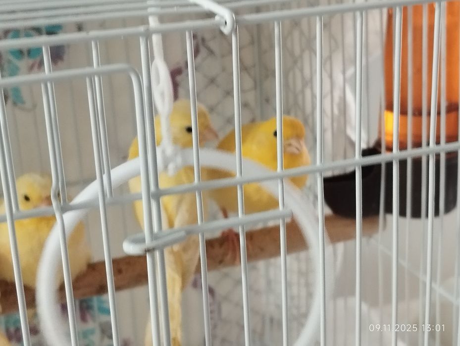 Kanareka канарека