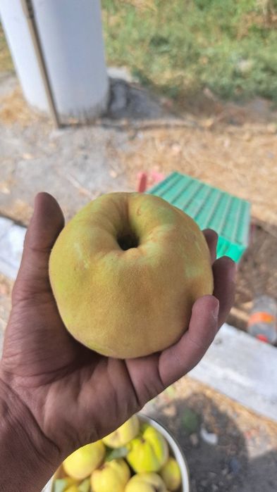 Bexi mevasi boģdan optom sotiladi