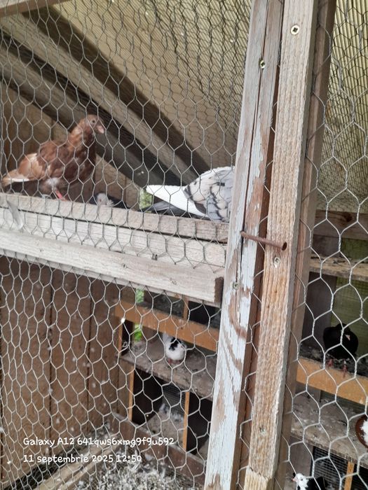 Vând porumbei pui și bătrâni