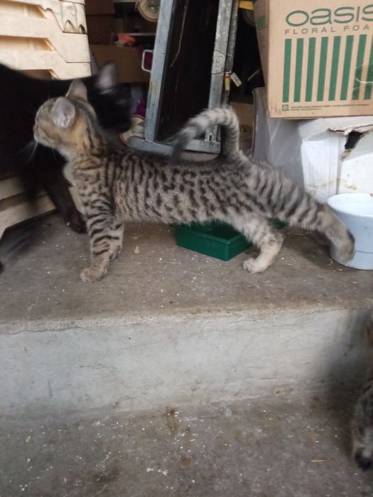 Малки бебета търсят дом