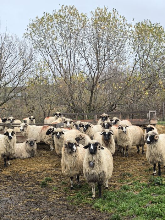 Oi tinere de vânzare
