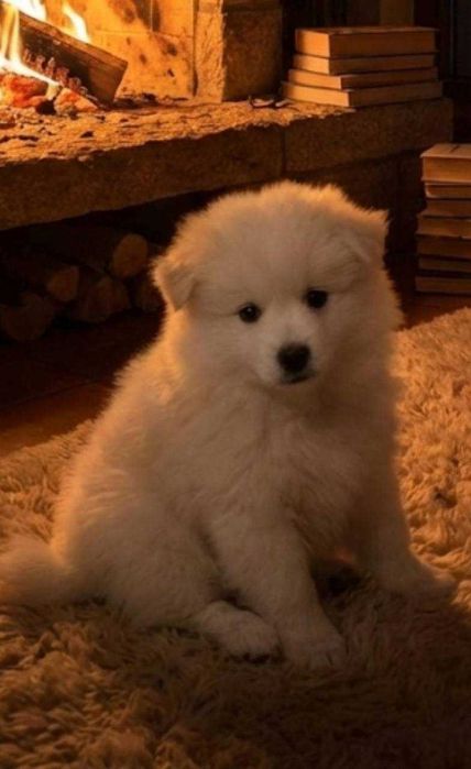 Померaн Мини Шпиц Идеален коледен и новогодишен подарък