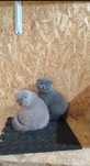 Scottish fold blue