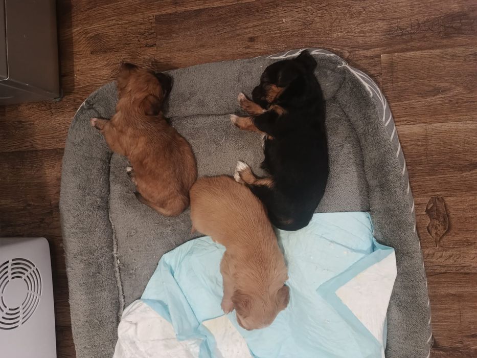 Donez 3 cateluse. Azi (sâmbătă, 08.11) au 5 săptămâni