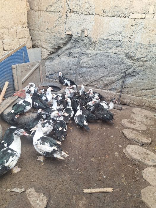 Продаётся Индаутки