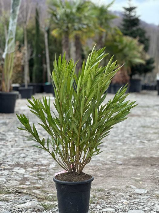 Plante ornamentale ce transformă orice spațiu verde