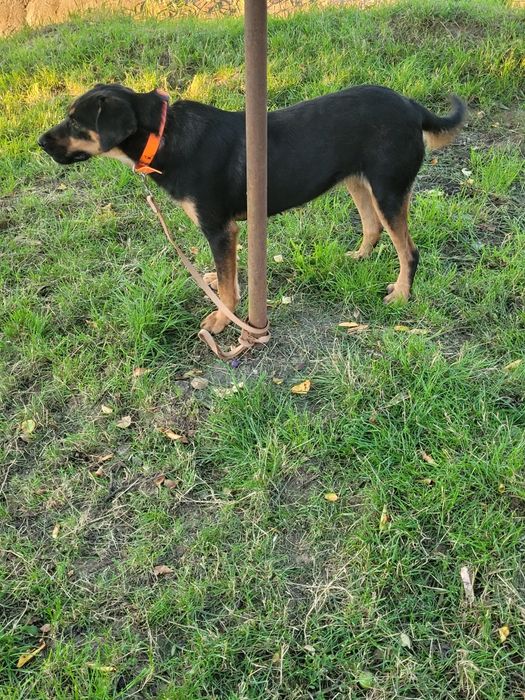 Cățeaua de vânătoare