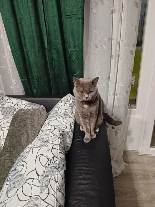 Късокосместа британка