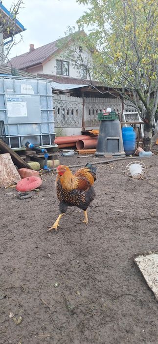 Găini  Wyandotte/AUSTROLOP