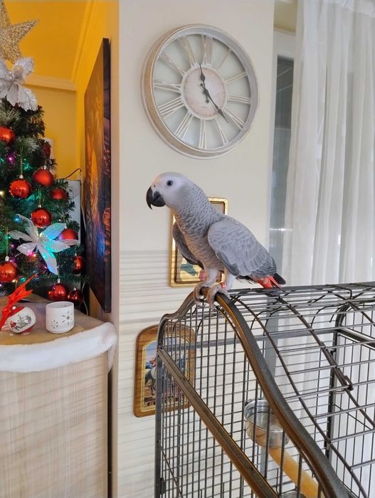 Женско Кралско жако ръчно хранено на шест месеца.