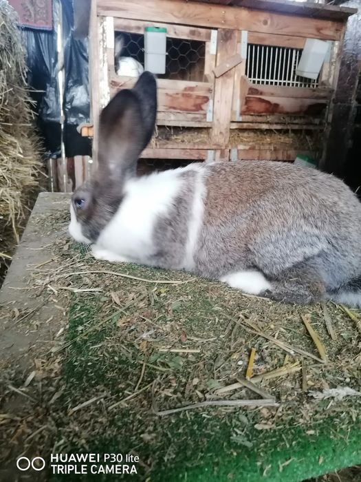 Tineret hycole și pannon