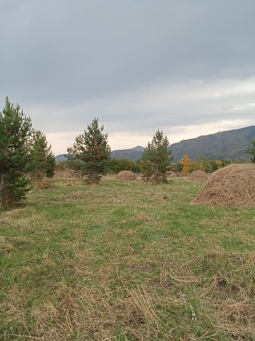 Сосны крымские обычные