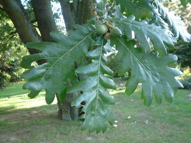 Cer (Quercus cerris ) plante