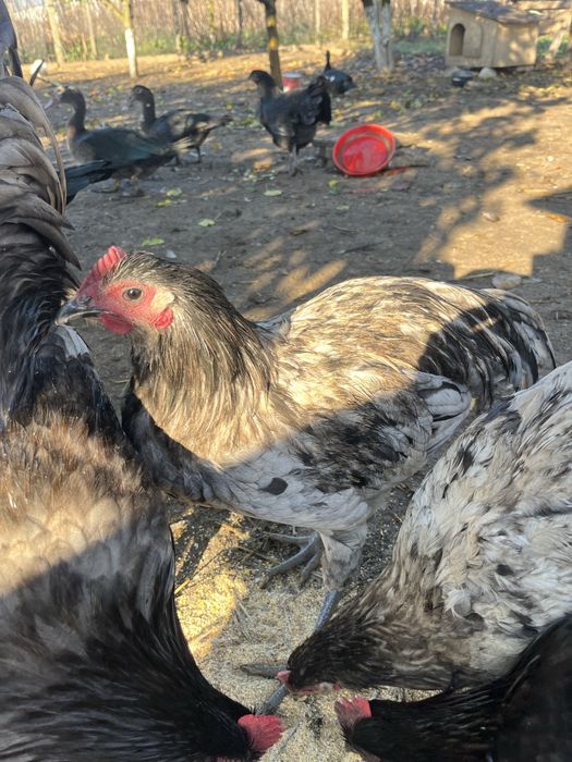 Cocoşi australorp