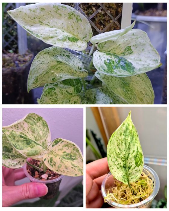 Сциндапсусы сортовые