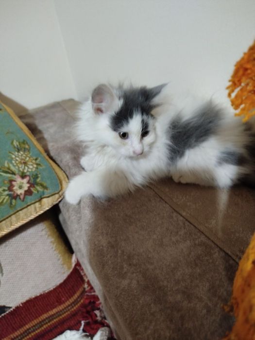 Отдам даром котят в ответственные руки