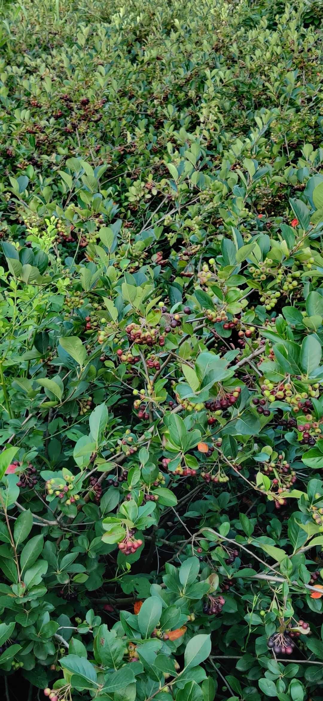Vand dulceata naturala de aronie